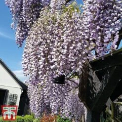 Wisteria Sinensis 'Prolific' -Garden Plants Shop wist4