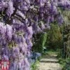 Wisteria Frutescens 'Amethyst Falls' -Garden Plants Shop wisteria amethyst main