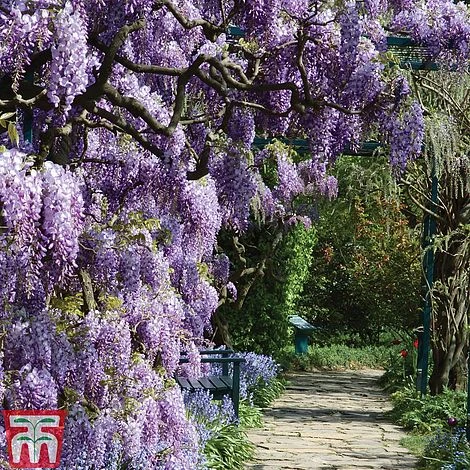 Wisteria Frutescens 'Amethyst Falls' 3 Wisteria Frutescens 'Amethyst Falls'