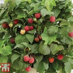 Raspberry 'Yummy' -Garden Plants Shop yum