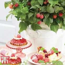 Raspberry 'Yummy' -Garden Plants Shop yum2