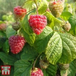 Raspberry 'Yummy' -Garden Plants Shop yum3