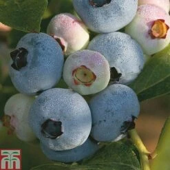 Blueberry 'Full Season Collection' -Garden Plants Shop z BLUE CWW3179 A h