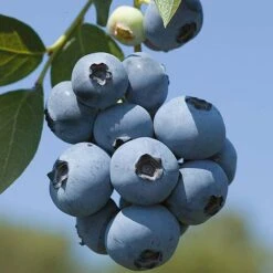 Blueberry 'Full Season Collection' -Garden Plants Shop z BLUE CWW3305 A h