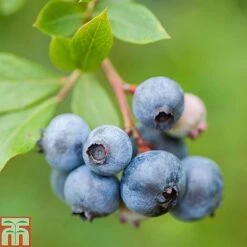 Blueberry Collection -Garden Plants Shop z BLUE T71122 A1