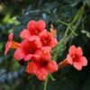 Campsis Radicans 'Flamenco' -Garden Plants Shop z CAMP T79038 A