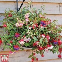 Fuchsia Trailing Pre-Planted Basket -Garden Plants Shop z FUCH T51695 D