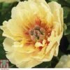 Peony 'Garden Treasure' 1 Peony 'Garden Treasure' -Garden Plants Shop z PAEO T63252 A h