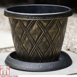 Clematis 'New Love' -Garden Plants Shop z PATI T56850P A36