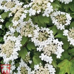 Viburnum Duo 13 Viburnum Duo -Garden Plants Shop z VIBR T14749 C