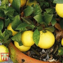Mediterranean Fruit Collection -Garden Plants Shop z citrus t10993 B