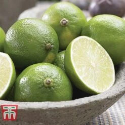 Mediterranean Fruit Collection -Garden Plants Shop z citrus t10993 D