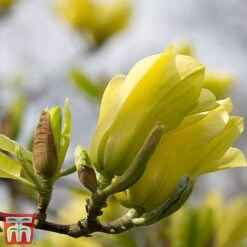 Magnolia X Brooklynensis 'Yellow Bird' -Garden Plants Shop z yellow11
